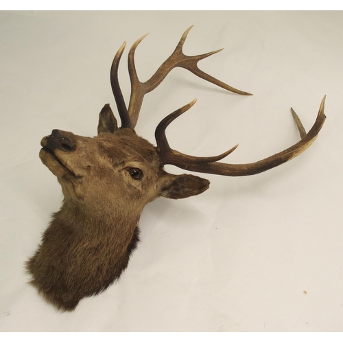 811 - Three taxidermy trophy stag heads