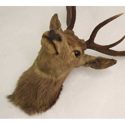 811 - Three taxidermy trophy stag heads