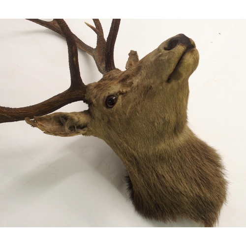 811 - Three taxidermy trophy stag heads