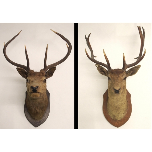 861 - An eight point mounted stags head