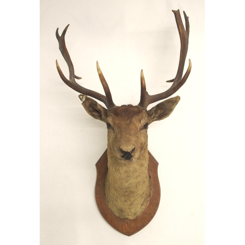 861 - An eight point mounted stags head