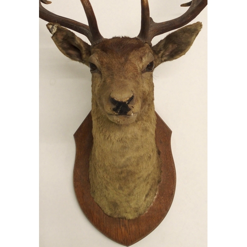 861 - An eight point mounted stags head