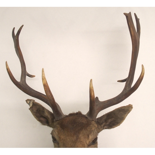 861 - An eight point mounted stags head