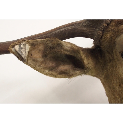 861 - An eight point mounted stags head