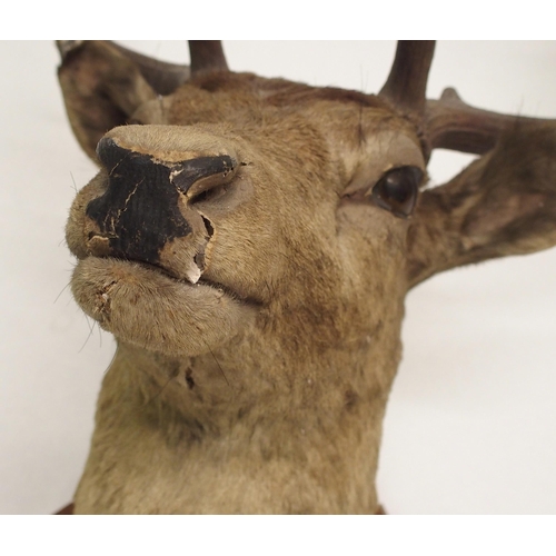 861 - An eight point mounted stags head