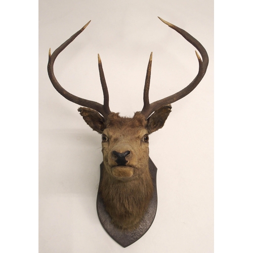 861 - An eight point mounted stags head