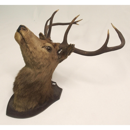 861 - An eight point mounted stags head