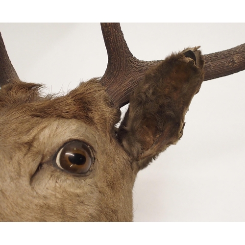 861 - An eight point mounted stags head