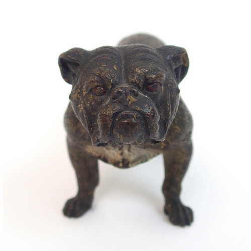 507 - An Austrian cold painted bronze of a Bulldog