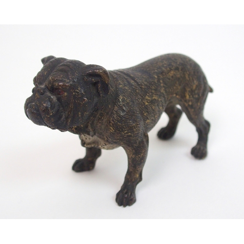 507 - An Austrian cold painted bronze of a Bulldog