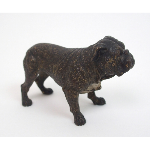 507 - An Austrian cold painted bronze of a Bulldog