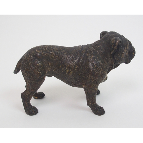 507 - An Austrian cold painted bronze of a Bulldog