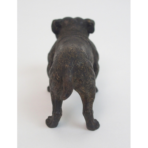 507 - An Austrian cold painted bronze of a Bulldog