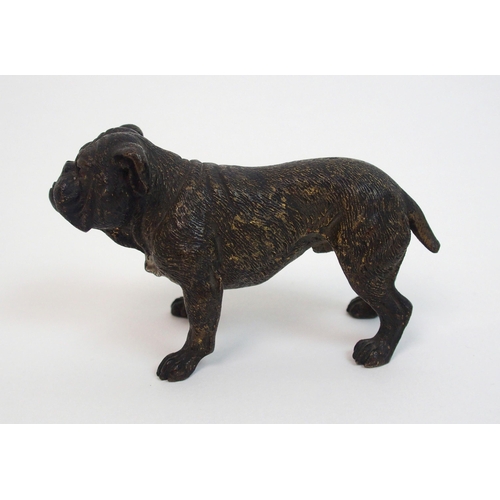 507 - An Austrian cold painted bronze of a Bulldog