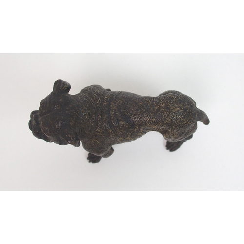 507 - An Austrian cold painted bronze of a Bulldog