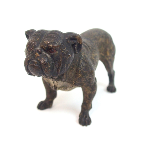 507 - An Austrian cold painted bronze of a Bulldog