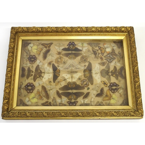 303 - A Victorian framed and glazed collection of moths