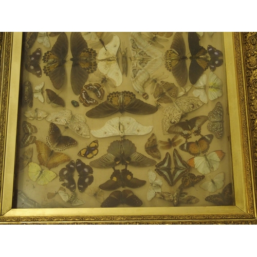 303 - A Victorian framed and glazed collection of moths