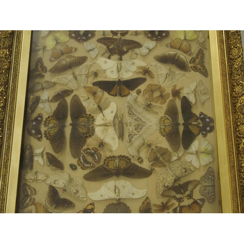 303 - A Victorian framed and glazed collection of moths