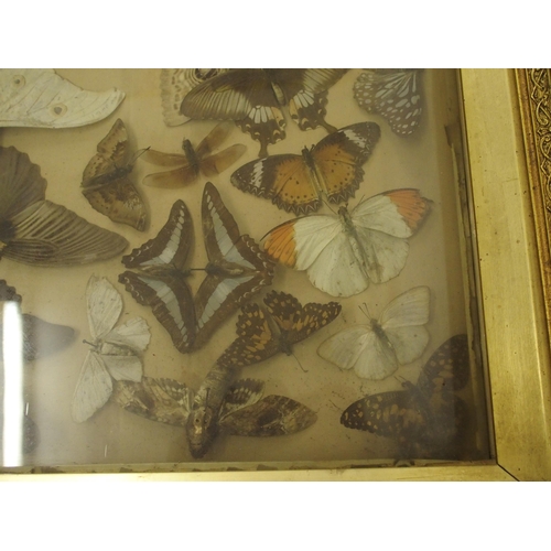 303 - A Victorian framed and glazed collection of moths