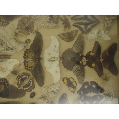 303 - A Victorian framed and glazed collection of moths