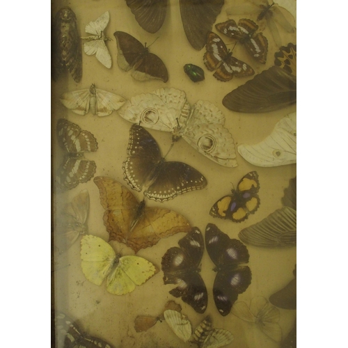 303 - A Victorian framed and glazed collection of moths