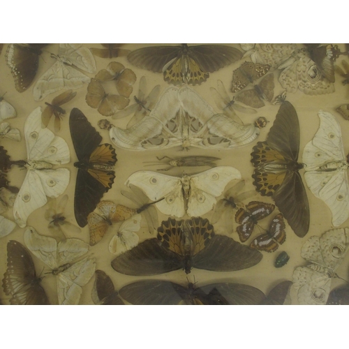 303 - A Victorian framed and glazed collection of moths