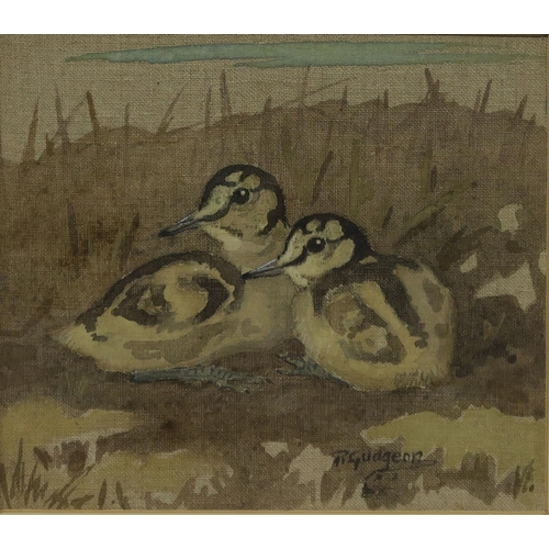 806 - RALSTON GUDGEON RSW Young woodcocks, signed, watercolour on linen,17 x 19cm