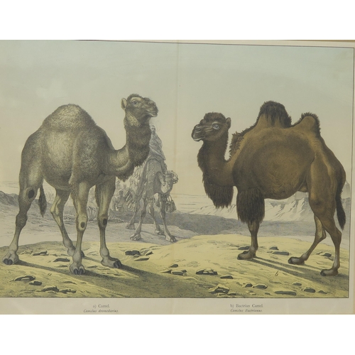 821 - FIVE CAMEL PICTURES (5)