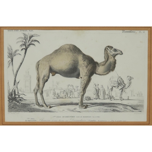 821 - FIVE CAMEL PICTURES (5)