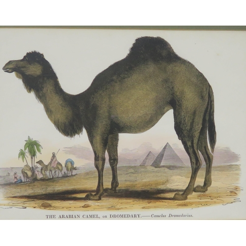 821 - FIVE CAMEL PICTURES (5)