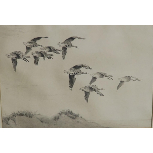 828 - ROLAND GREEN Mallard ducks in flight, signed, gouache, 24 x 34cm and another (2)... 