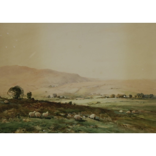 942 - TOM CAMPBELL Sheep grazing, signed, watercolour, 26 x 35cm and six others (7)