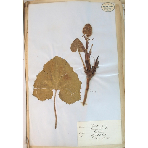 297 - A mid 19th Century album of collected and pressed Scottish Wild Flowers  Plants and Grasses