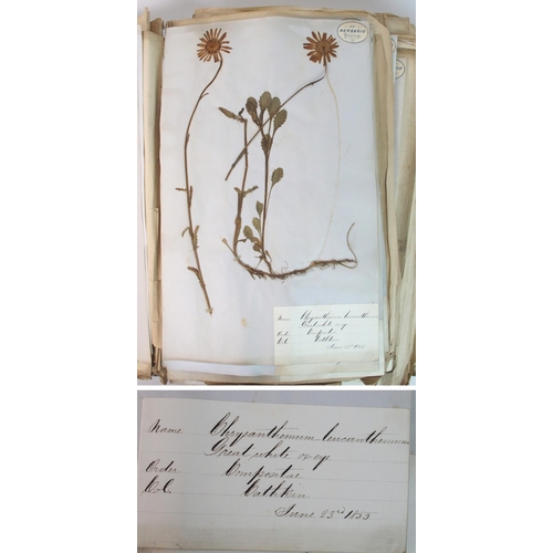 297 - A mid 19th Century album of collected and pressed Scottish Wild Flowers  Plants and Grasses