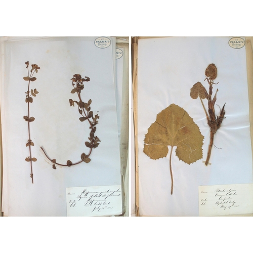 297 - A mid 19th Century album of collected and pressed Scottish Wild Flowers  Plants and Grasses