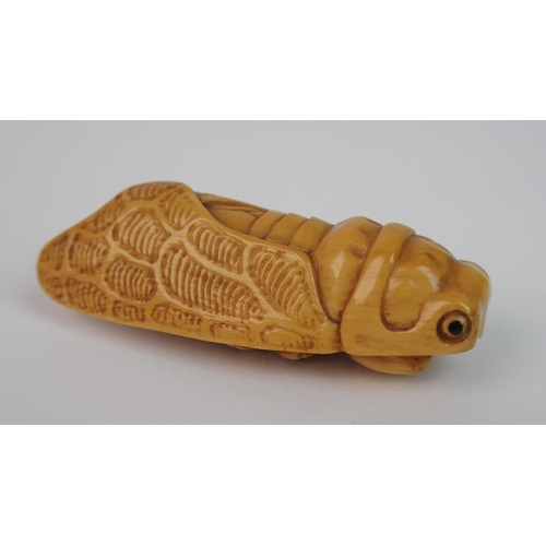 7 - A Japanese carved ivory cicada netsuke