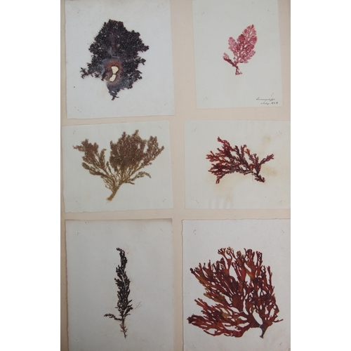 408 - A 19th century album containing pressed specimens of plants  ferns  lichens & seaweed