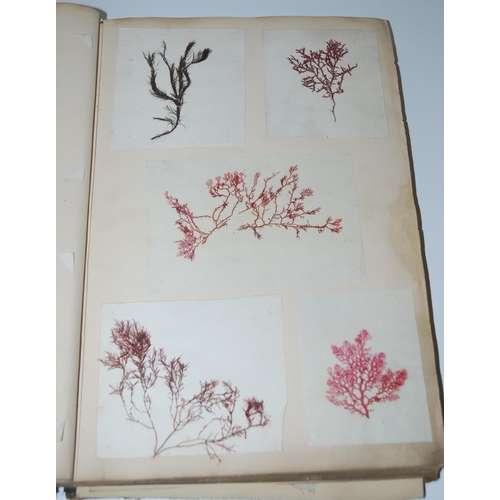 408 - A 19th century album containing pressed specimens of plants  ferns  lichens & seaweed