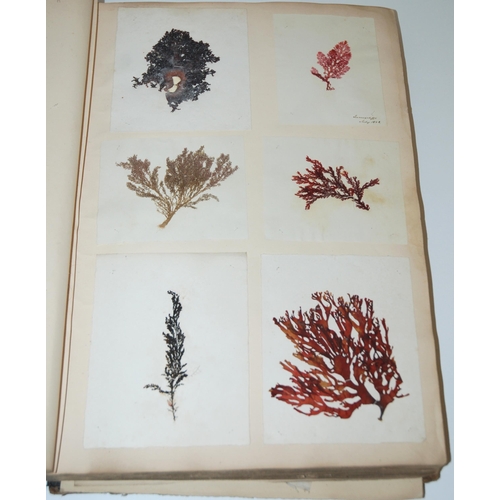 408 - A 19th century album containing pressed specimens of plants  ferns  lichens & seaweed