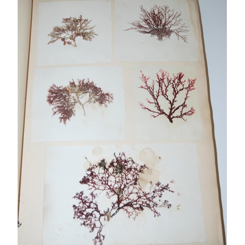 408 - A 19th century album containing pressed specimens of plants  ferns  lichens & seaweed