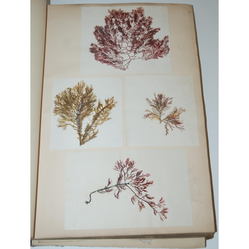 408 - A 19th century album containing pressed specimens of plants  ferns  lichens & seaweed