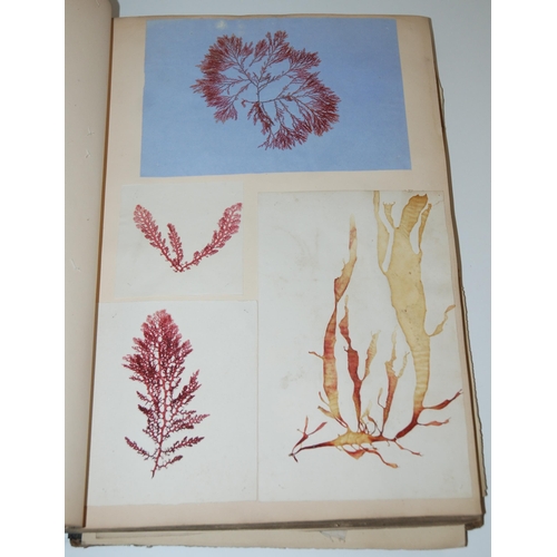 408 - A 19th century album containing pressed specimens of plants  ferns  lichens & seaweed