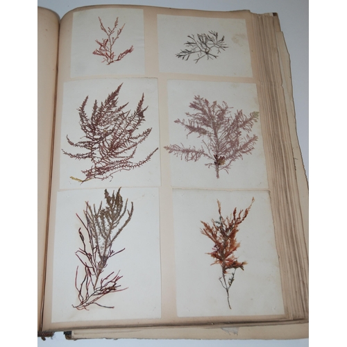 408 - A 19th century album containing pressed specimens of plants  ferns  lichens & seaweed