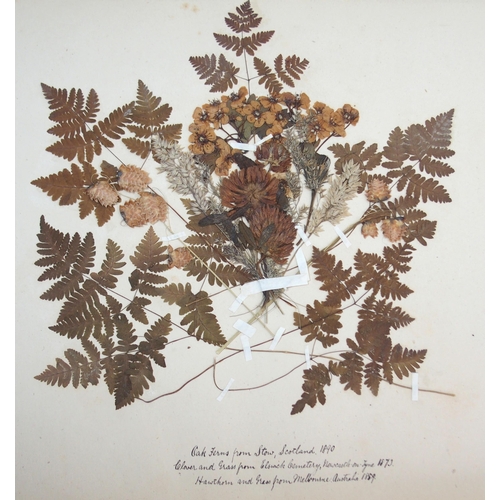 408 - A 19th century album containing pressed specimens of plants  ferns  lichens & seaweed