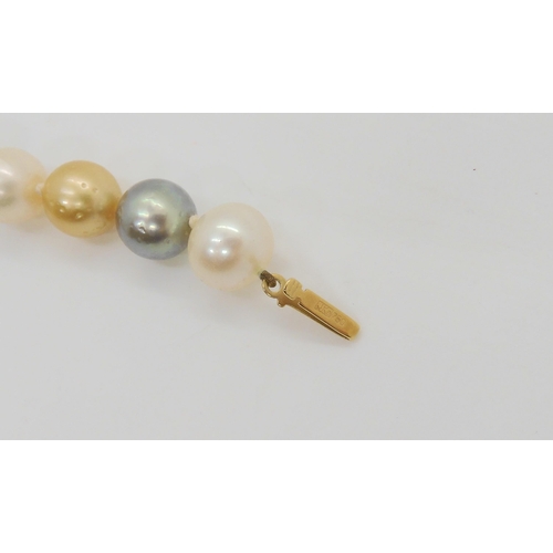 676 - A string of large multicoloured pearls by Europearl, with an 18ct gold ball clasp. Gently tapered in... 