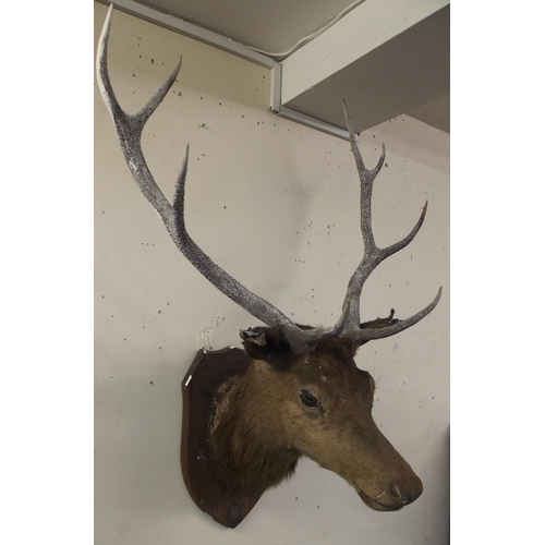 122 - An early 20th century eight point taxidermy stag on oak shield mount with silver plaque engraved 