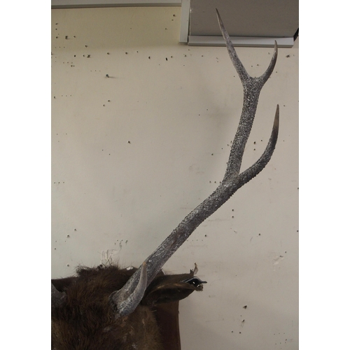 122 - An early 20th century eight point taxidermy stag on oak shield mount with silver plaque engraved 
