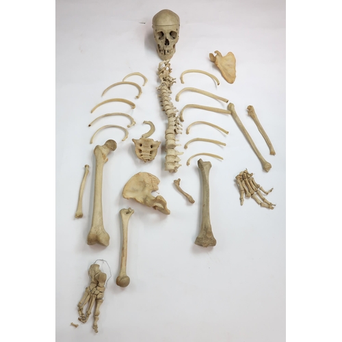 2604 - A PARTIAL HUMAN SKELETONComprised of skull with detached crown, strung hand, foot and vertebrae, rib... 