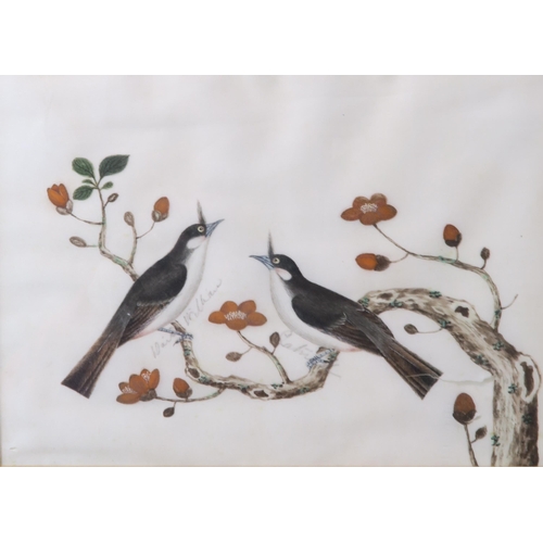 2363 - CANTON SCHOOLTen ornithological pith paper paintings with various species on branches, four framed, ... 